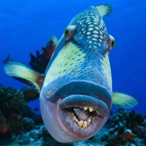 fish with weird mouth