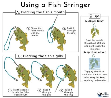 BLUEWING 1pc Fish Stringer with Heavy Duty Stainless Steel Fish Spike, 5ft Floating