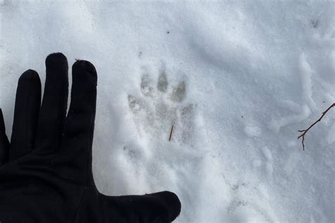 fisher cat pictures tracks