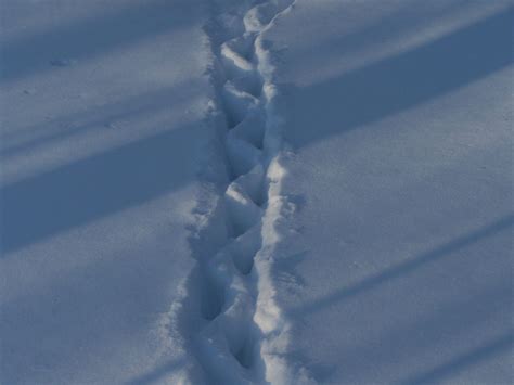 fisher cat tracks in deep snow