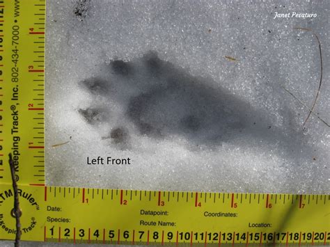 fisher cat tracks in snow