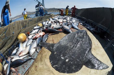 Unlock the Secrets of the Fisherman's Catch: A Day at the Water's Edge