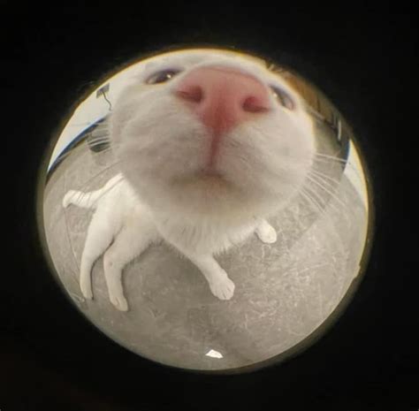 fisheye pfp