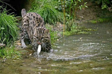 Fishing Cat Live
