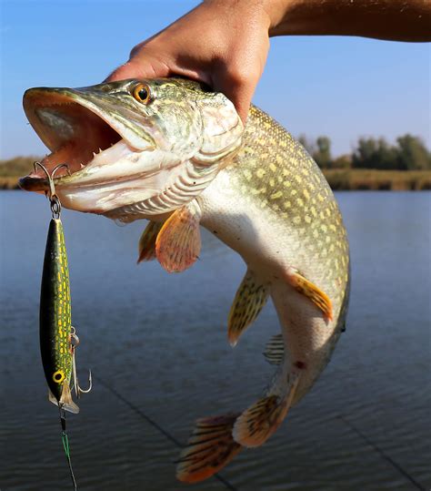 fishing lures for pike