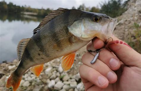 Fishing Lures For Yellow Perch