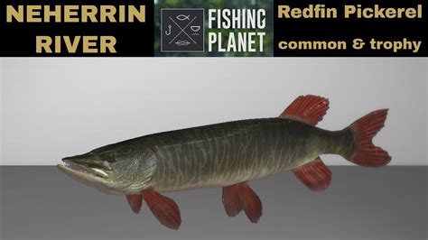 fishing planet neherrin redfin pickerel