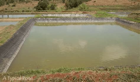 fishing pond construction and design