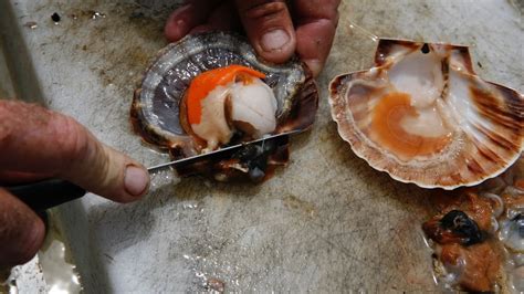 Fishing Rules On Scallops