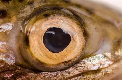 fishy eyes meaning in culture