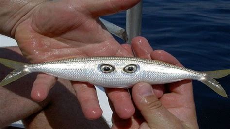 fishy eyes mutation