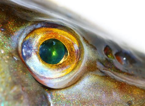 fishy eyes mystery