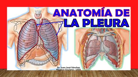 fisiologia de la pleura