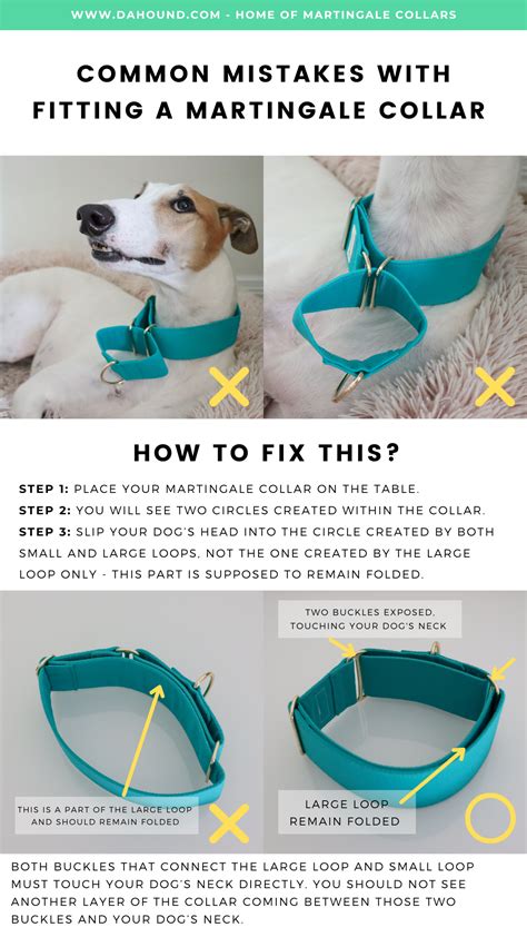 Fitting A Martingale Dog Collar