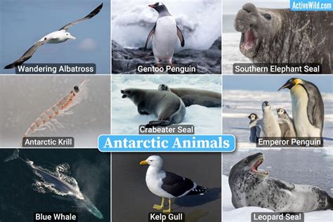 five animals are found in antarctica
