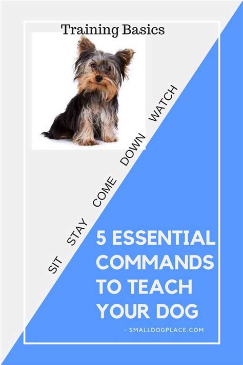 Five Basic Commands For Dogs