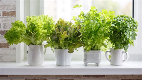 Grow Herbs Indoors 5 Herbs that Thrive Inside Herb garden in kitchen, Window herb garden