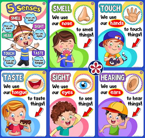 Five Senses Poster Printable