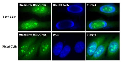 Fixed Cells Vs Live Cells