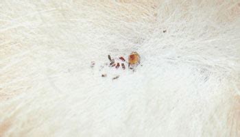 Kunst römisch Streben teppich von flöhen befreien Arashigaoka Anzai Präfix