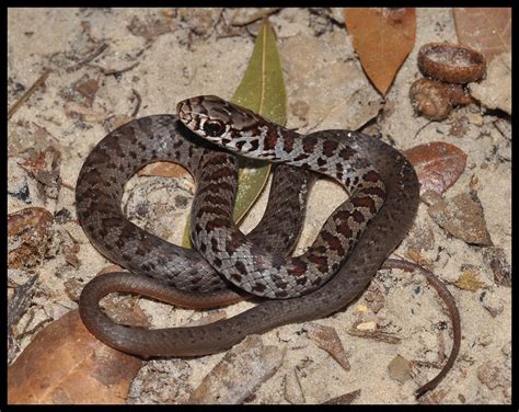 Florida garden snakes photos