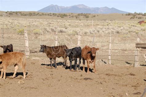 Flagstaff Definition