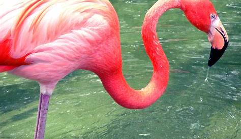 Flamingo stock photo. Image of feathers, beauty, birds - 139618