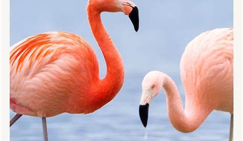 Flamingo Flower Spiritual Meaning