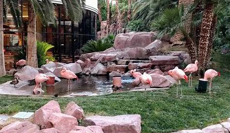 Review of Wildlife Habitat at Flamingo Las Vegas » United States
