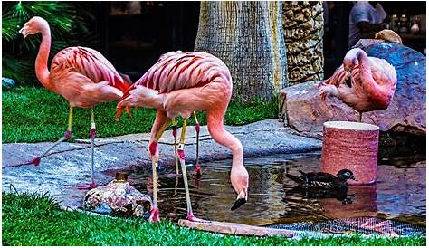 02-017 Flamingos | Flamingo hotel, Flamingo, Habitats