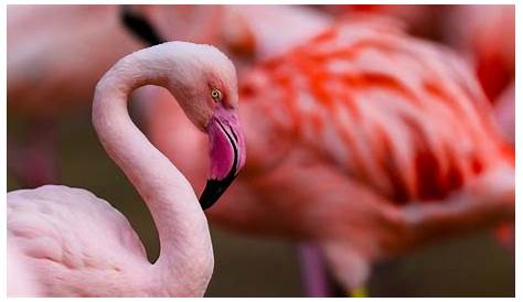Natural Habitat for Flamingos | Sciencing