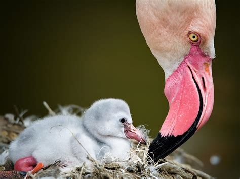 flamingo baby and child