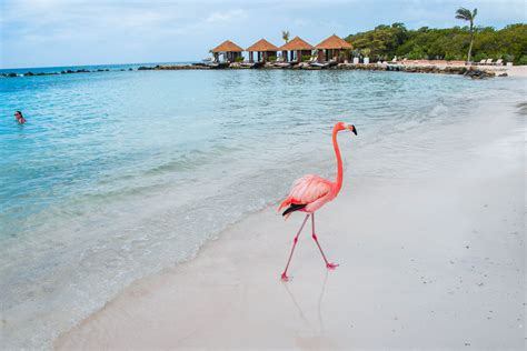 flamingo beach aruba images