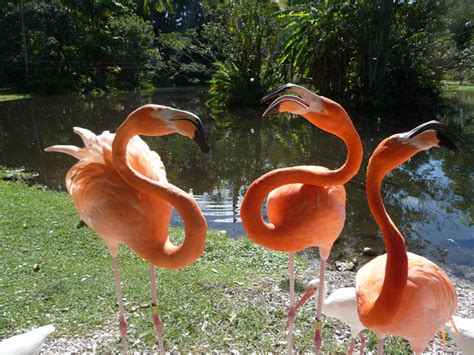 flamingo becomes a pet