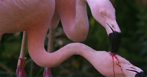 flamingo becoming terrifying in a viral video