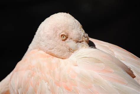 flamingo becoming terrifying reddit