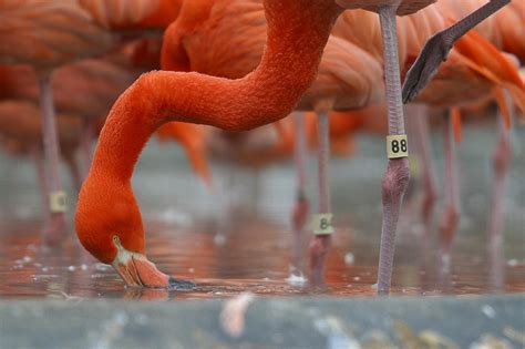 flamingo becoming terrifying things