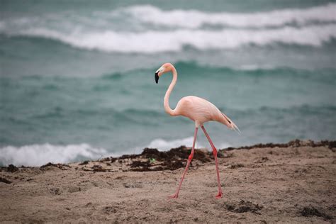 flamingo becoming terrifying things in nature