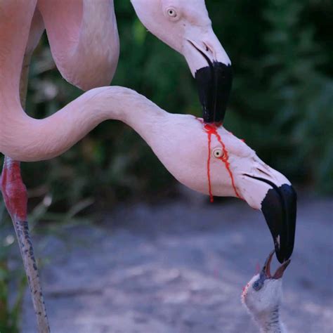 flamingo becoming terrifying to itself
