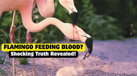 flamingo becoming terrifying truth revealed