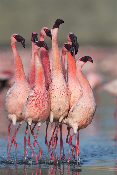 flamingo courtship dance