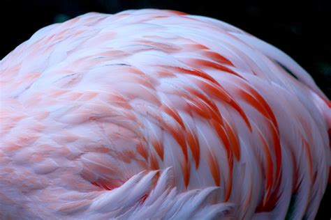 Flamingo Feathers