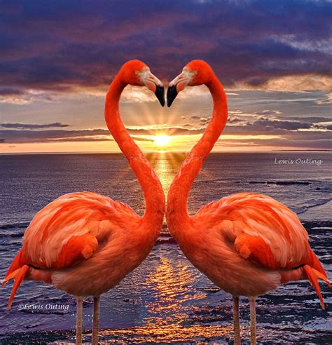 flamingo from lovers post