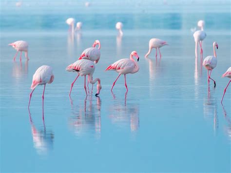 flamingo habitat