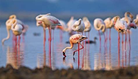 Greater Flamingos (Phoenicopterus Roseus) Stock Photo - Image of exotic