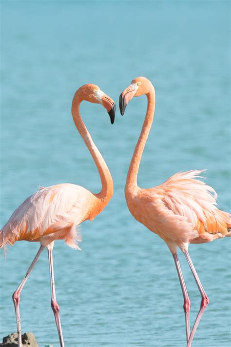 flamingos love walked in