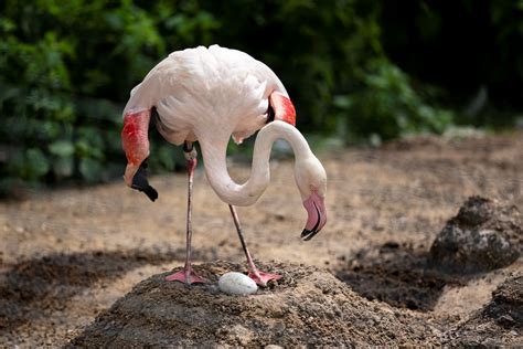 flamingos near the zoo