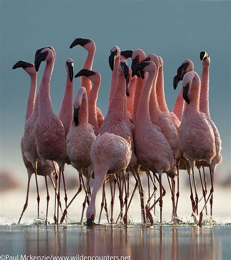 flamingos walking in a group