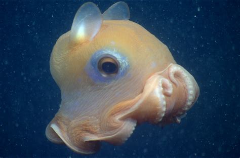 Flapjack Octopus