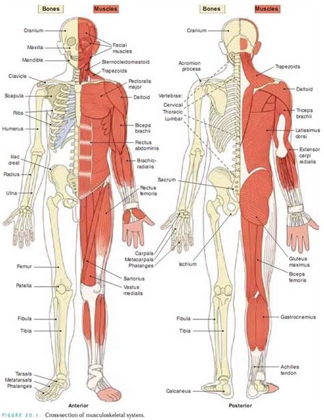 Flashcard Musculoskeletal System